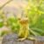 Top Collection Miniature Fairy Garden and Terrarium Frog in Thought Statue